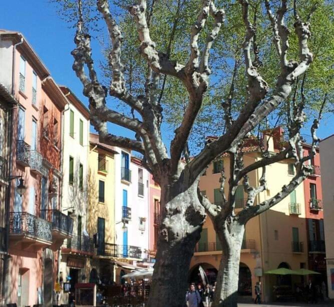 Charme A 20 M De La Plage Centre Village Collioure Bagian luar foto